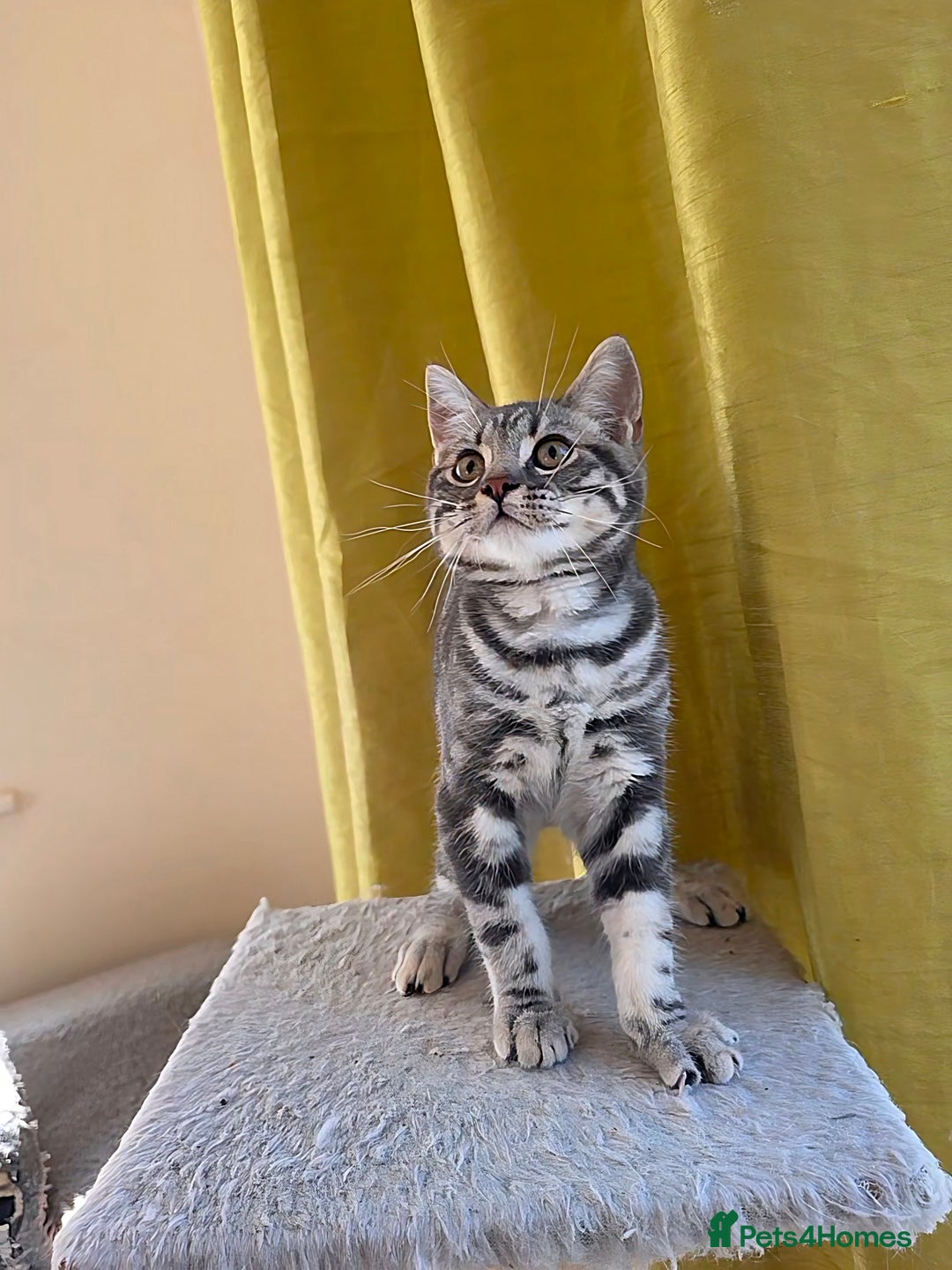 British Shorthair cats for sale: Blue Collar  - 50% Discount, British Shorthair Silver Tabby - Image 9