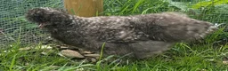Chickens poultry for sale: Silkie Hatching Eggs – Paint & Cuckoo-Type  - Advert 9