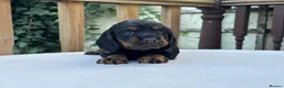 Cocker Spaniel dogs for sale: Working cocker spaniel puppies for sale - Advert 21