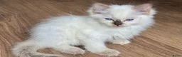 Ragdoll cats for sale: Ragdoll GCCF registered kittens - 9 weeks old - Advert 12