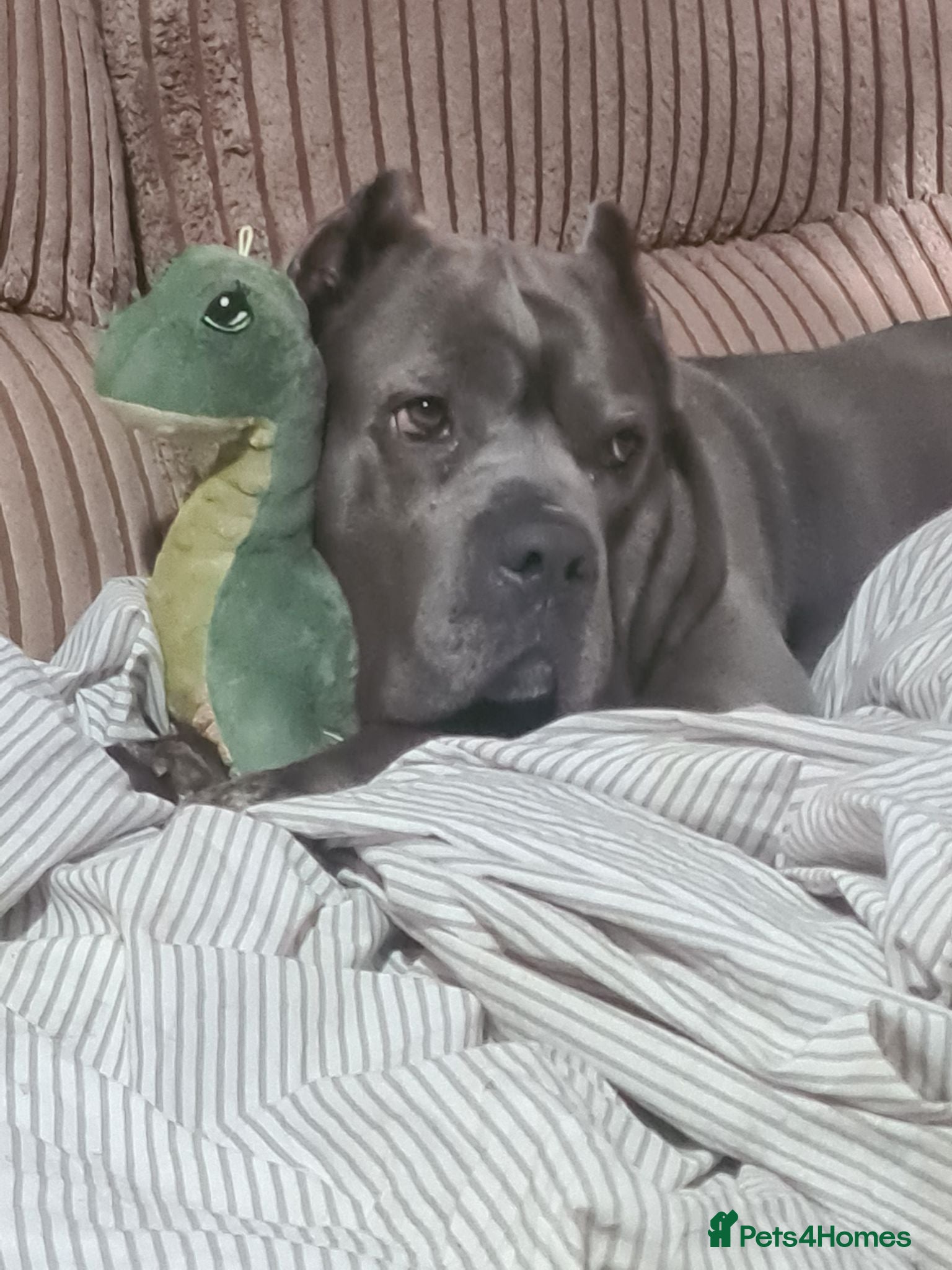 Cane Corso dogs 7yr cane corso female - Advert 3