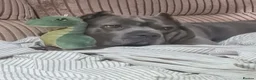 Cane Corso dogs for stud: 7yr cane corso female - Advert 1