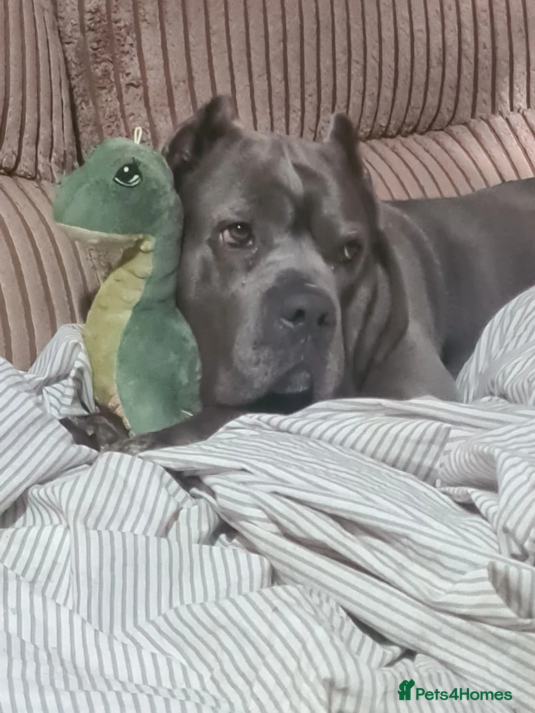 Cane Corso dogs for stud: 7yr cane corso female - Advert 1