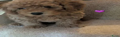 Cavapoo Puppy 5