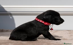 Patterdale Terrier dogs for sale: Strong and sturdy patterdale puppies  - Image 6