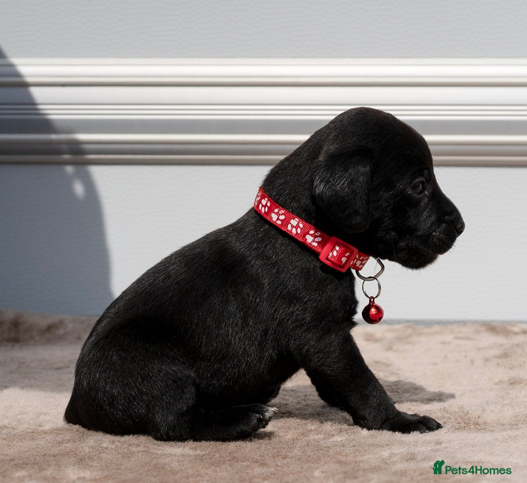 Patterdale Terrier dogs for sale: Strong and sturdy patterdale puppies  - Image 6