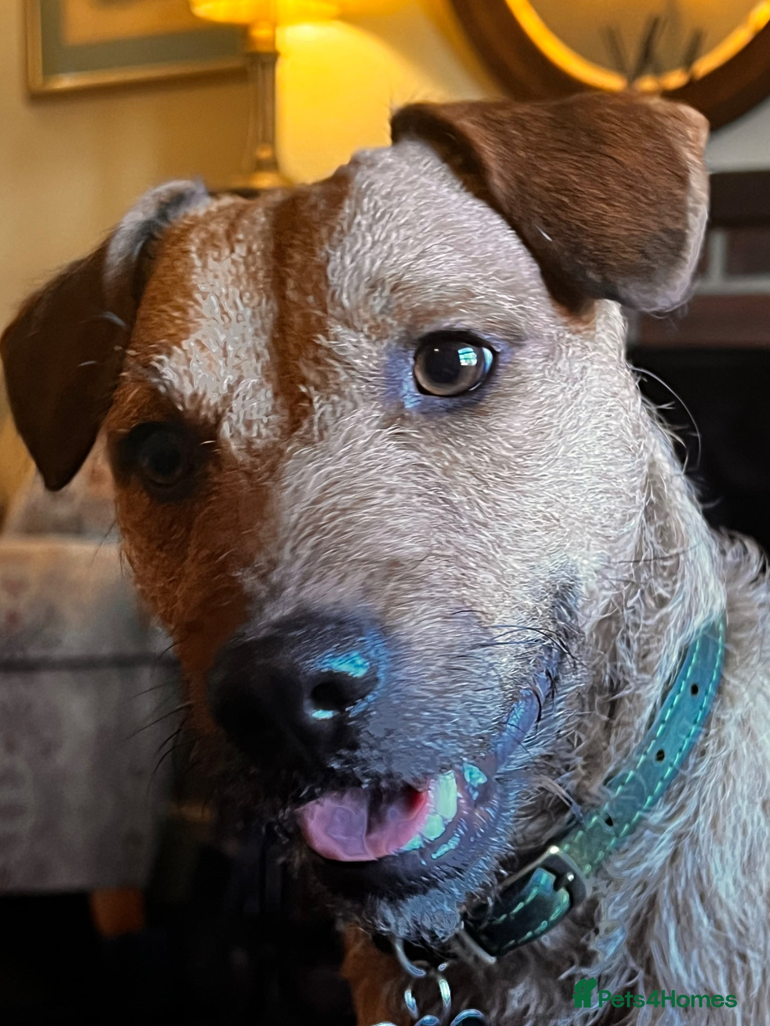 Patterdale Terrier dogs Handsome patterdale for stud - Advert 1