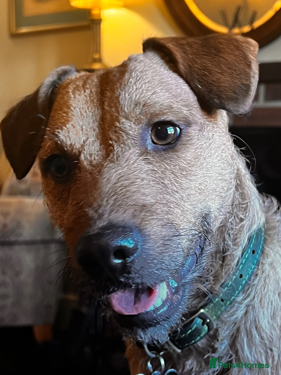 Patterdale Terrier dogs for stud: Handsome patterdale for stud in Wolverhampton - Advert 1