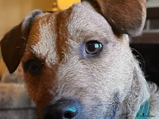 Patterdale Terrier dogs Handsome patterdale for stud - Advert 1