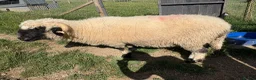 Sheep livestock for sale: Pedigree Registered Blacknose Valais Ewes - Advert 8