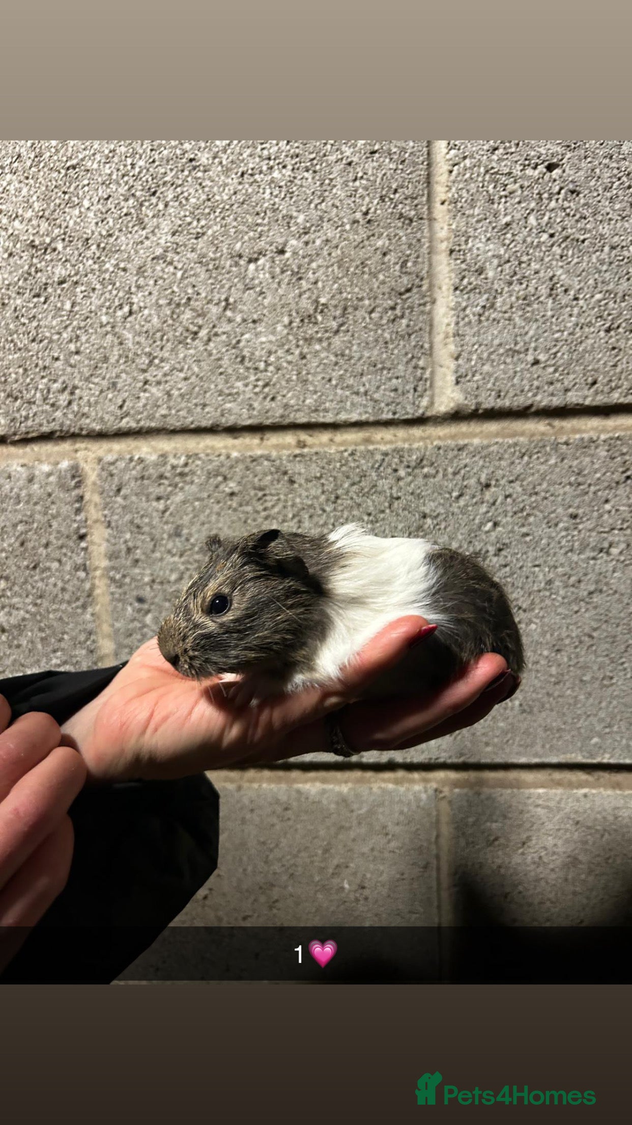 Guinea Pig rodents Five lovely guinea pigs all looking for new homes! - Advert 1