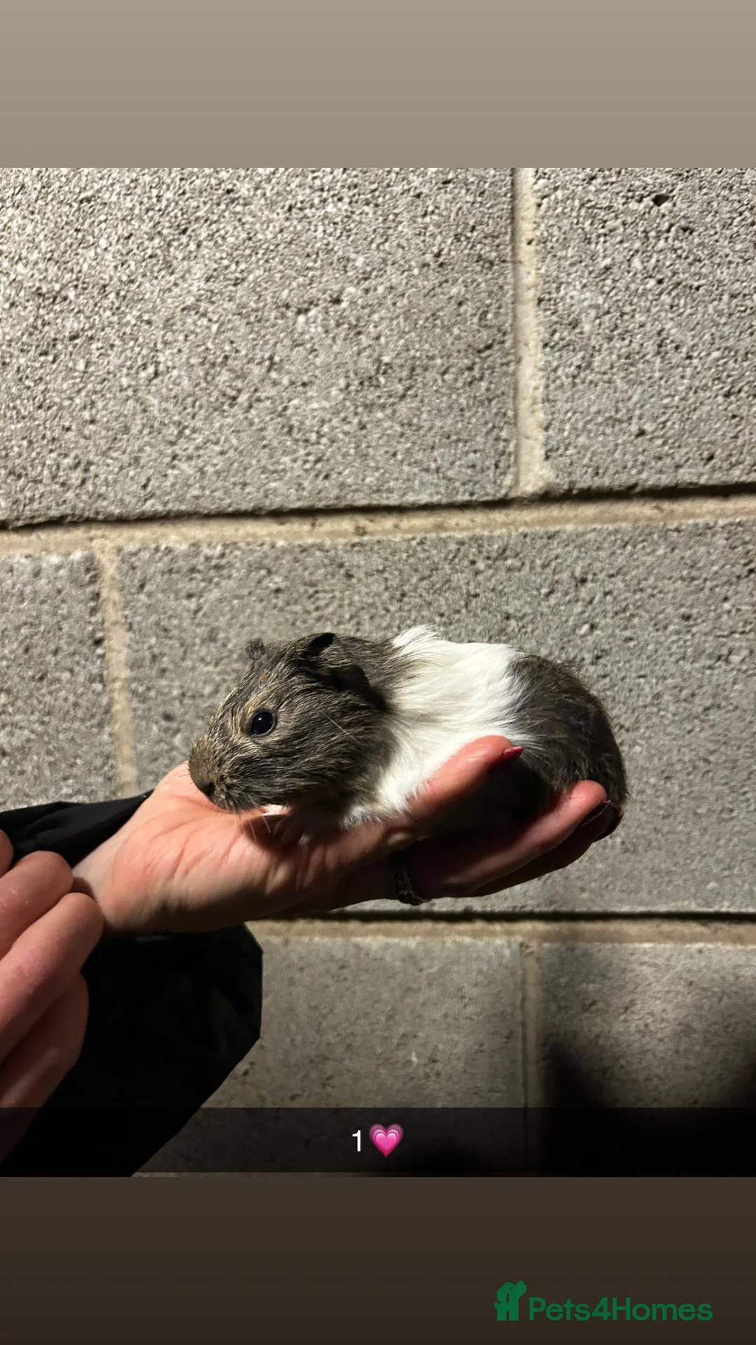 Guinea Pig rodents for sale: Five lovely guinea pigs all looking for new homes! - Advert 1