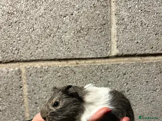 Guinea Pig rodents Five lovely guinea pigs all looking for new homes! - Advert 1