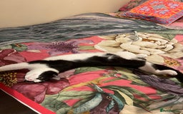 Mixed Breed cats for sale: Male kitten - Advert 3