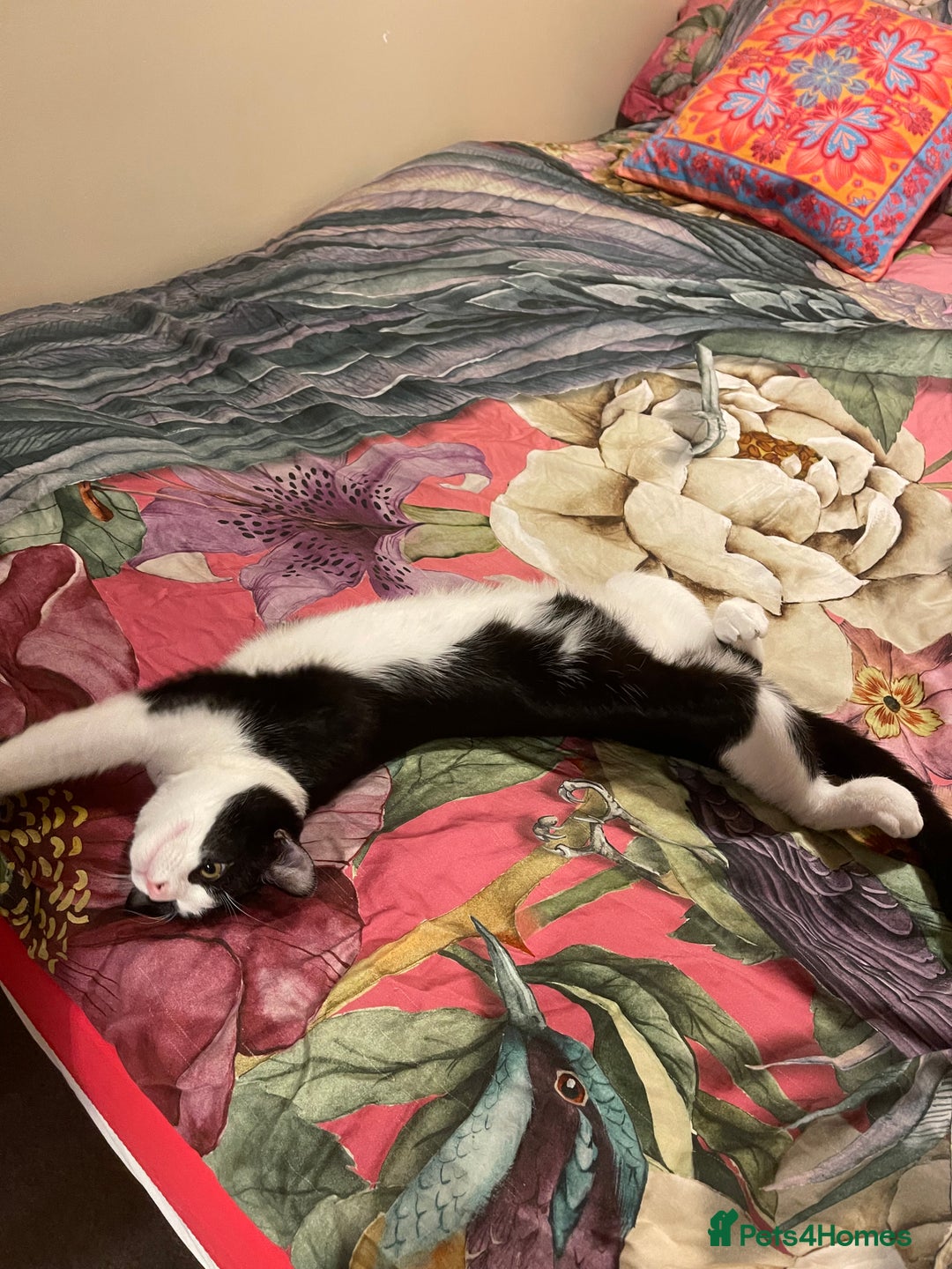 Mixed Breed cats for sale: Male kitten - Advert 3