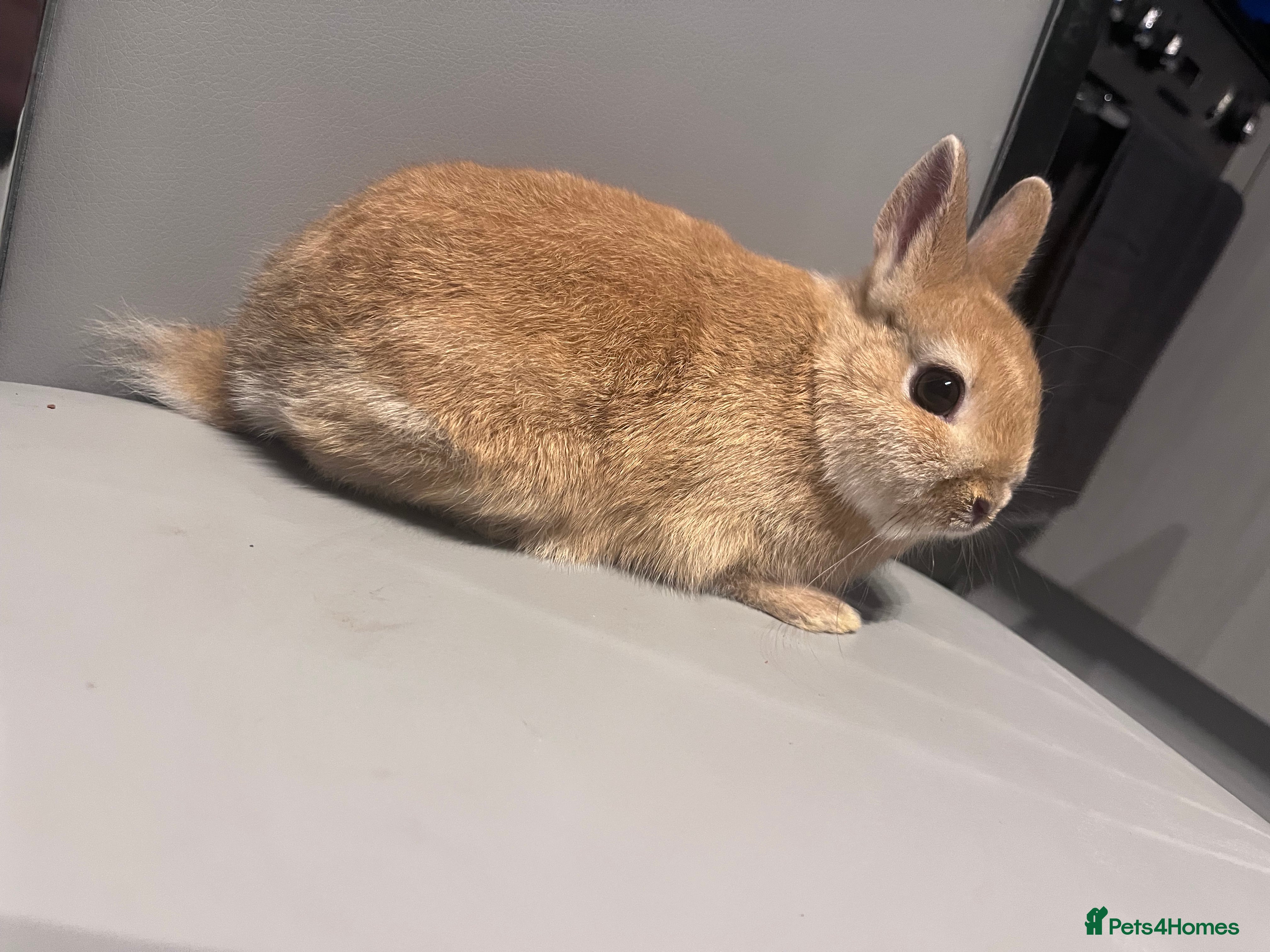 Netherland Dwarf rabbits Doe Neverland dwarf  - Advert 7