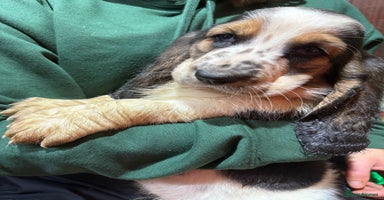 Basset Hound dogs Tri coloured basset puppies  - Advert 1