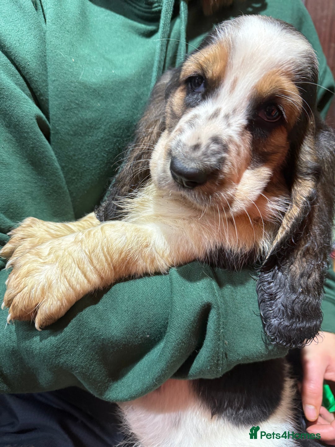 Basset Hound dogs for sale: Tri coloured basset puppies  - Advert 3