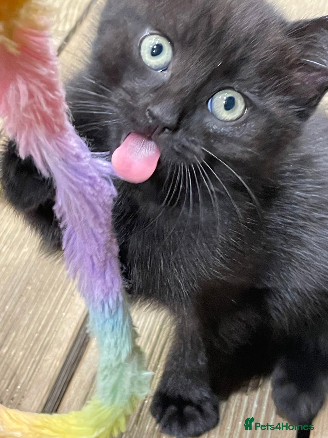 Mixed Breed cats for sale: 4 beautiful mixed breed kittene - Image 12