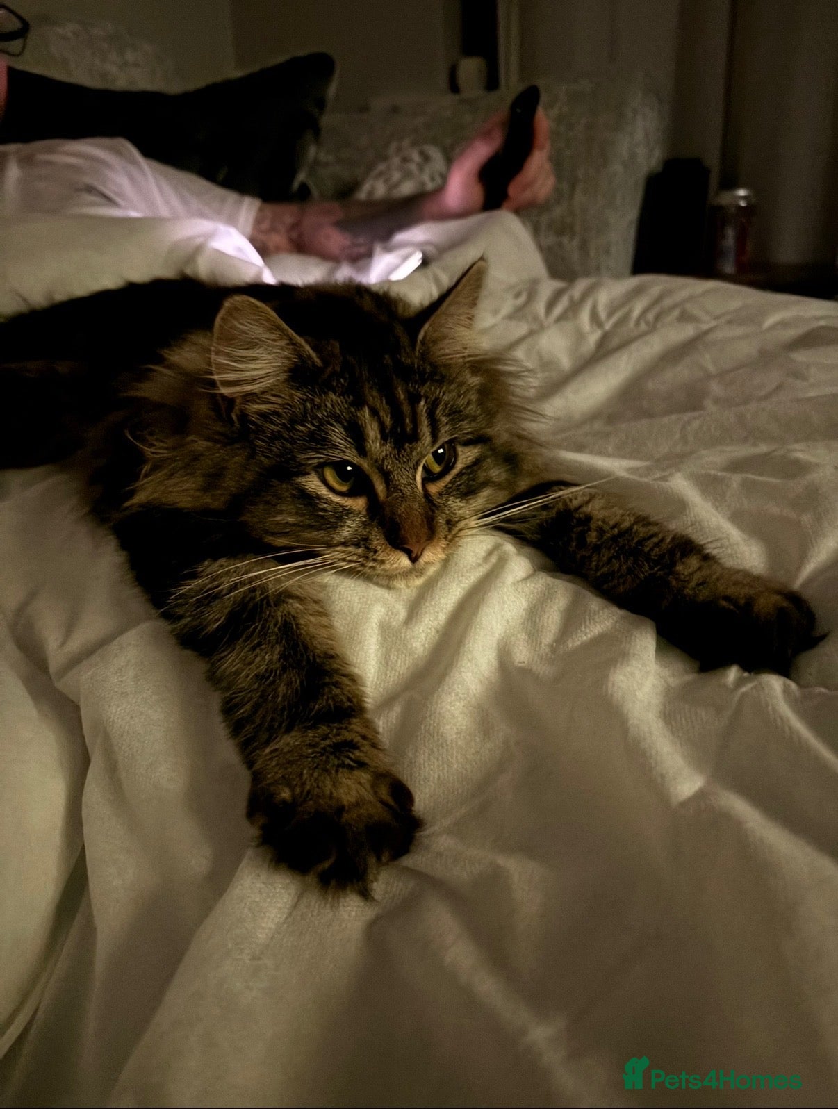 Mixed Breed cats Lovely female tabby cat  - Advert 18