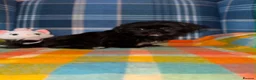 Shih Tzu dogs for sale: 💖💙Stunning Black Shih Tzu Puppies💙💖 - Advert 3