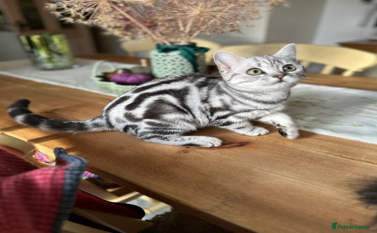 British Shorthair cats - Advert 4