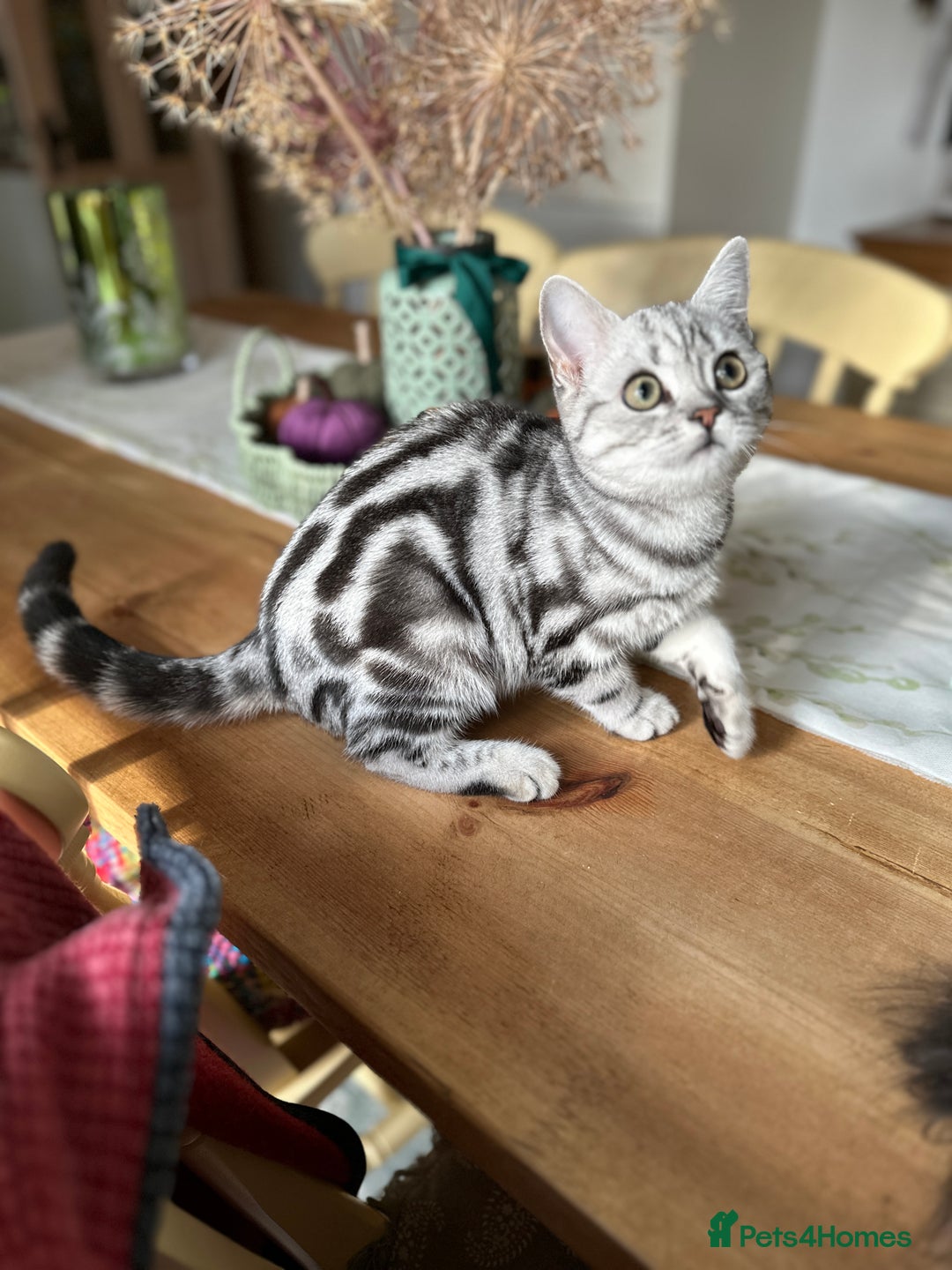 British Shorthair cats for sale: Silver Tabby BSH GCCF registered Kittens - Image 1