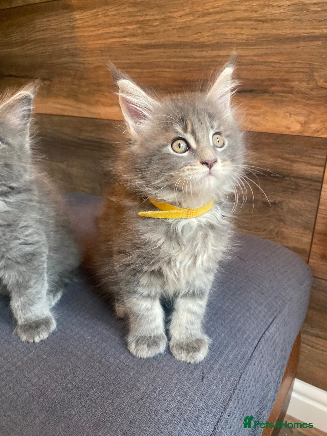 Maine Coon cats for sale: First Litter 6 Pure Maine Coon Kittens - Image 9