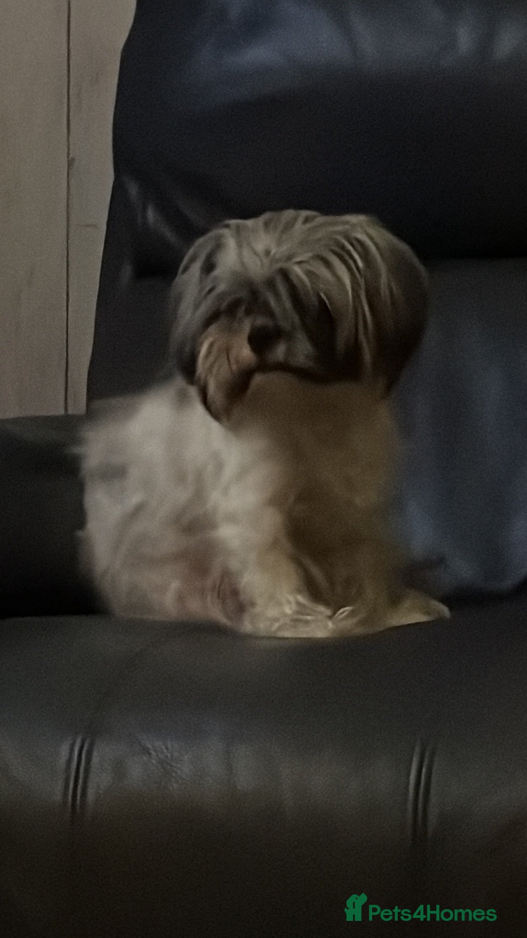 Shorkie dogs Rehoming  - Advert 10