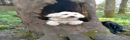 Coton De Tulear dogs for sale: Beautiful Full Coton de Tuléar Puppies in Banff - Advert 2