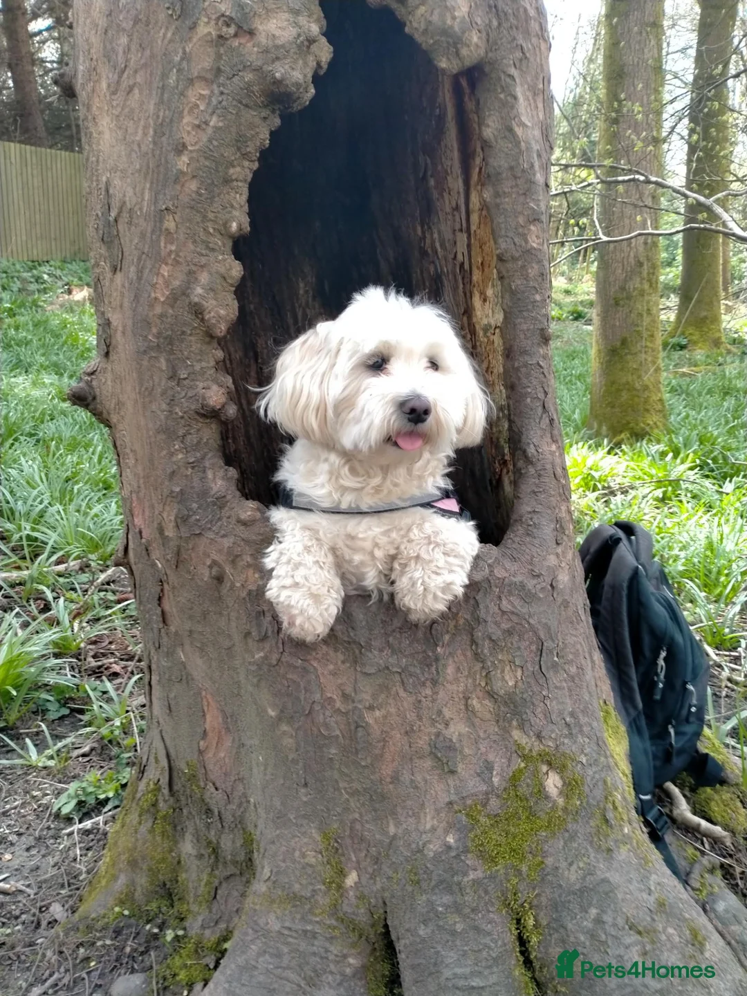 Coton De Tulear dogs for sale: Beautiful Full Coton de Tuléar Puppies in Banff - Advert 2