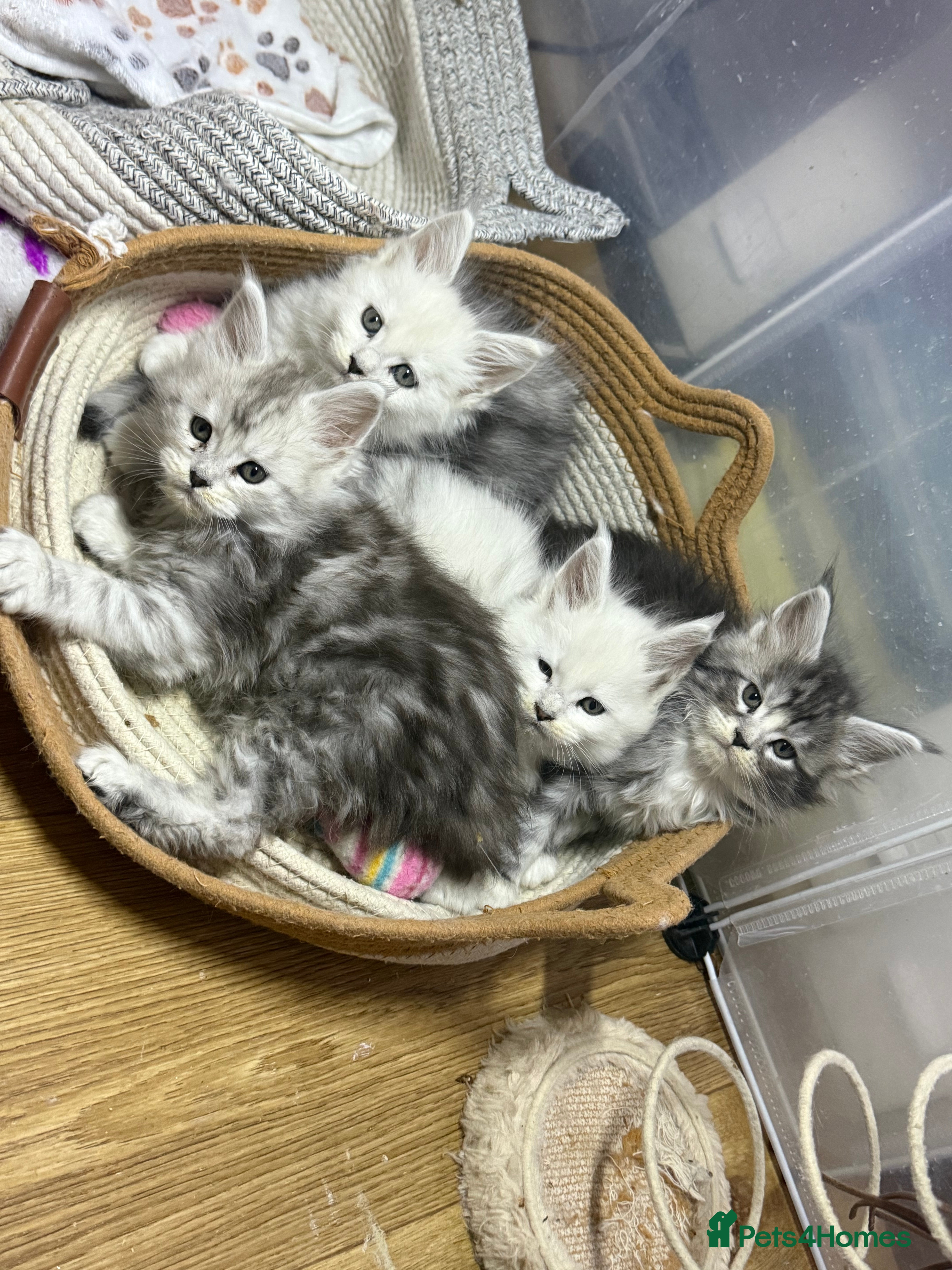 Maine Coon cats 🏅❤️Champ blood beautiful Mainecoone kittens 🏅 - Advert 6