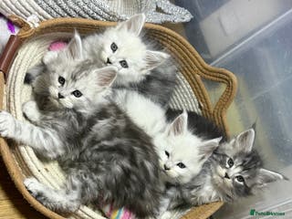 Maine Coon cats 🏅❤️TICA Champ blood lovely Mainecoone kittens 🏅 - Advert 5