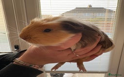 Guinea Pig rodents for sale: 3 female guinea pigs - Image 7