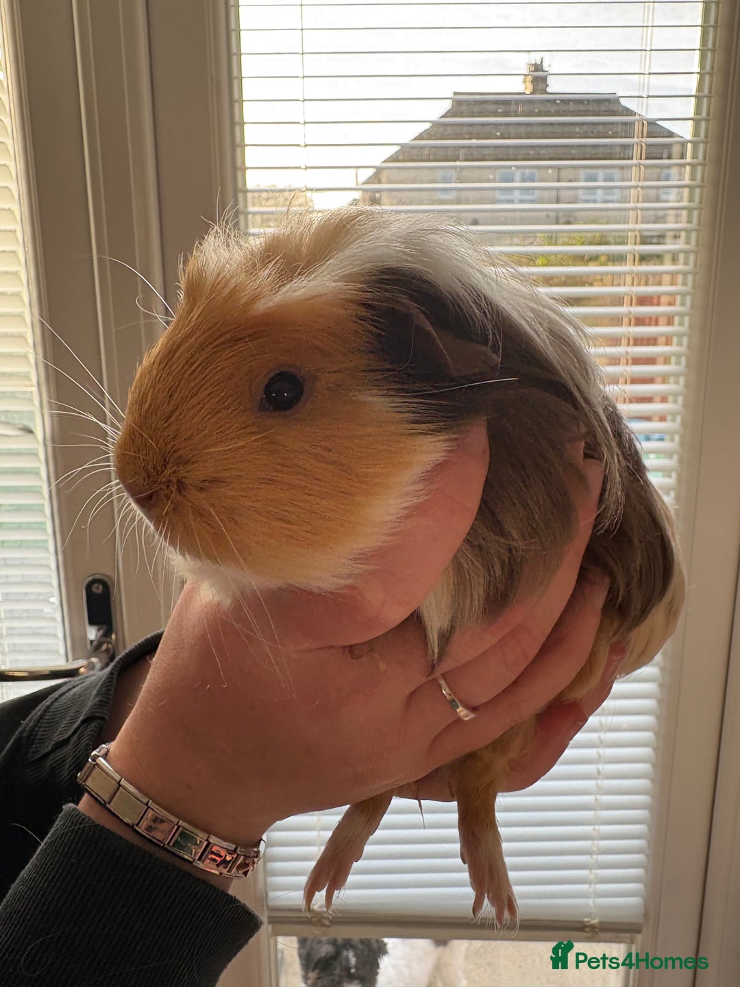 Guinea Pig rodents for sale: 3 female guinea pigs - Image 7