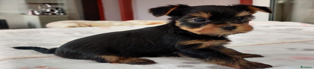 Yorkshire Terrier Puppy 2