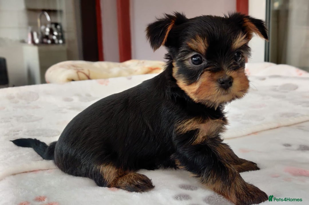 Yorkshire Terrier dogs for sale:  1 girl+1 boy  18 champions blood line KC registr - Image 5