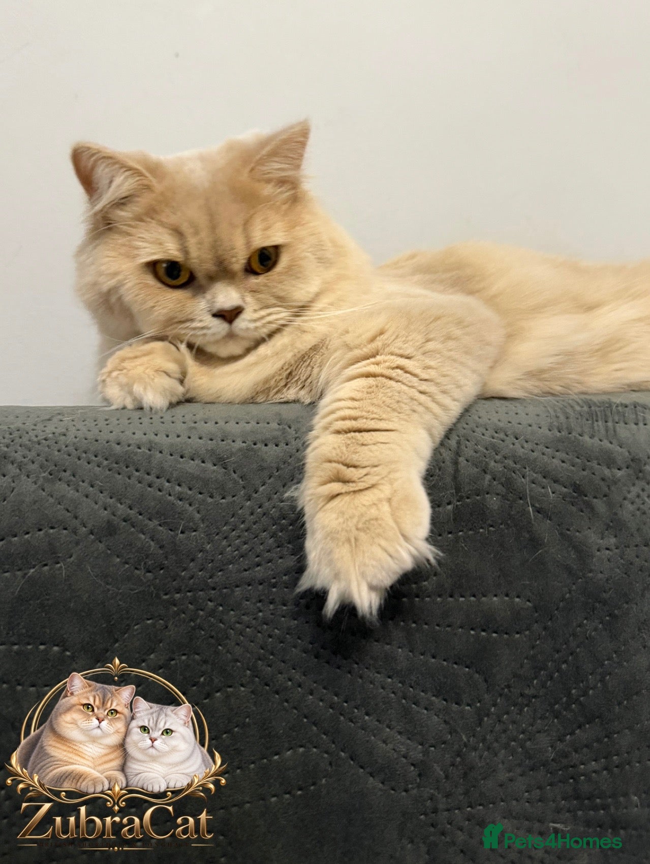 British Longhair cats for sale: British Longhair 🎀 - Advert 2