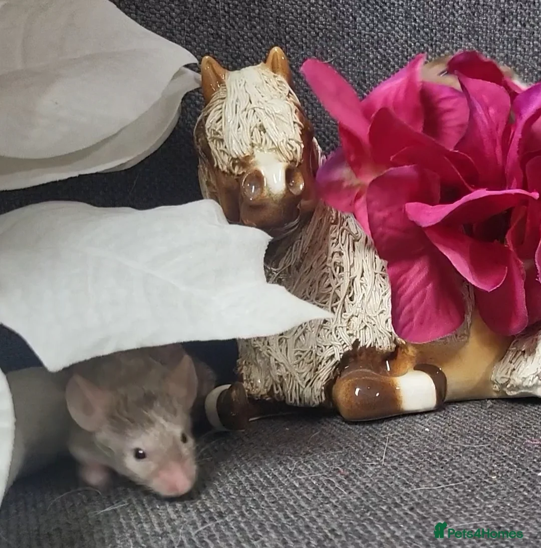 Mouse rodents for sale: Friendly fancy mice - Advert 13