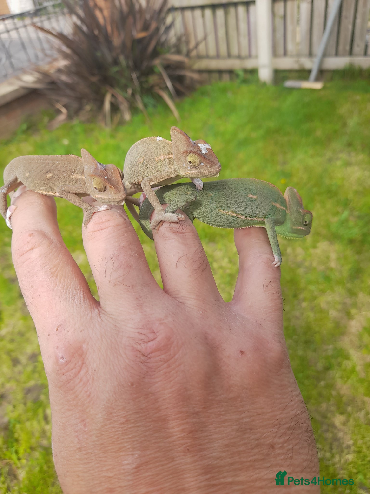 Chameleon reptiles Baby chameleons - Advert 5