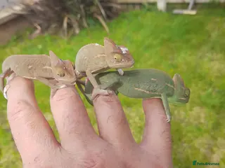 Chameleon reptiles Baby chameleons - Advert 5