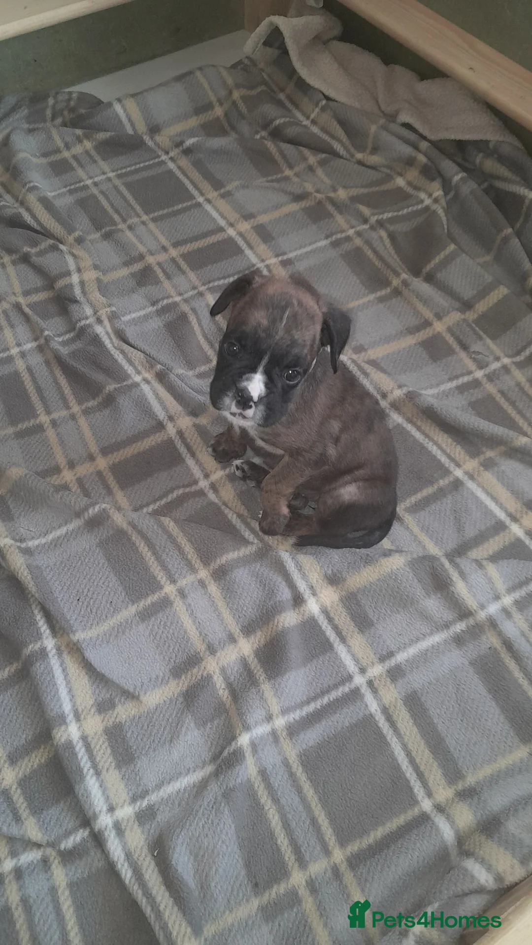 Boxer dogs for sale: Boxer girl.  - Advert 2