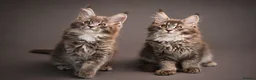 Maine Coon cats for sale: Registered Maine Coon Kittens.  - Advert 21