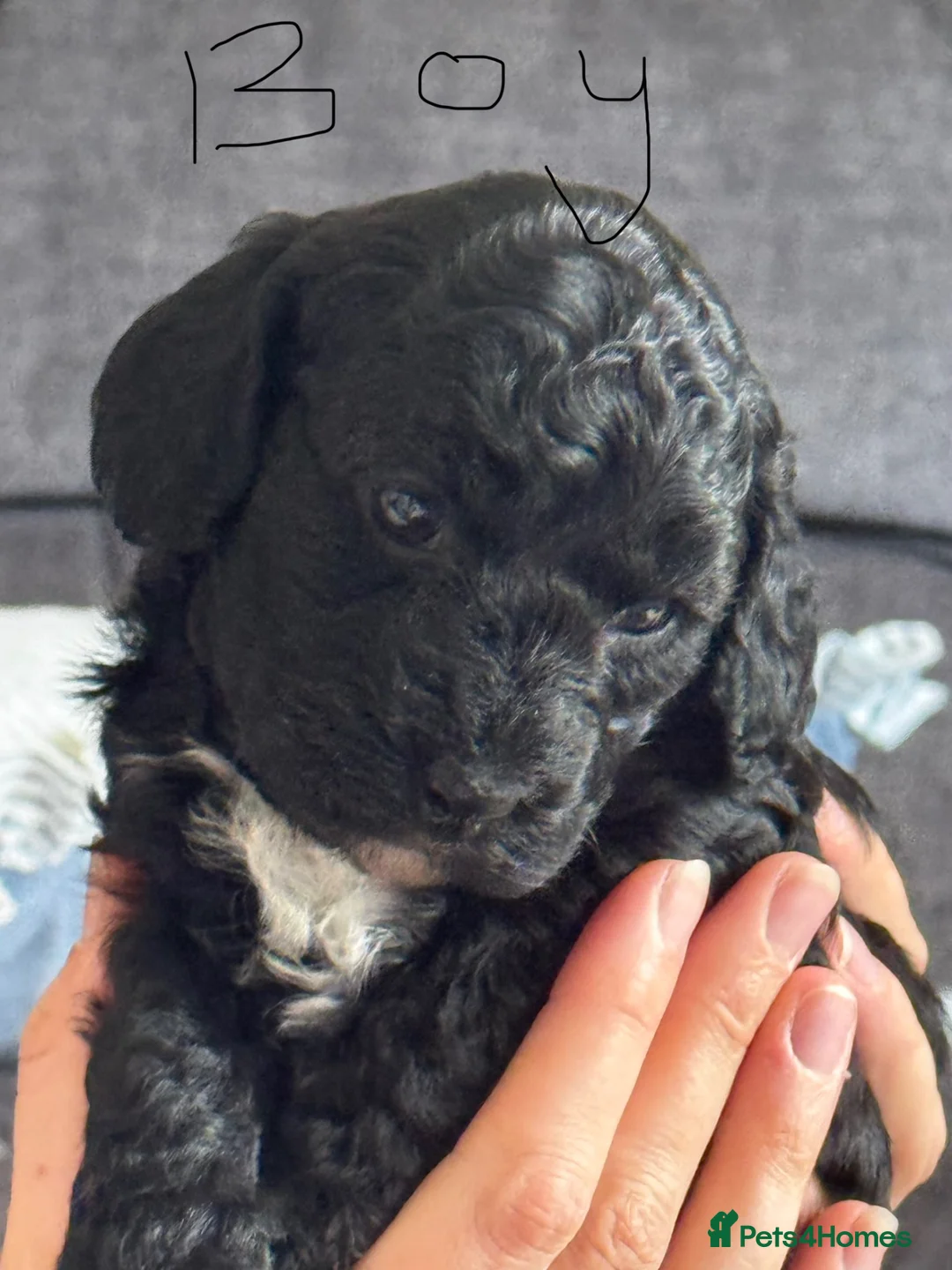 Cockapoo dogs for sale: 4 cockapoos for sale - Advert 7