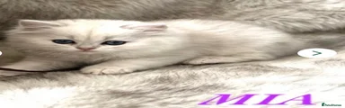 British Longhair 