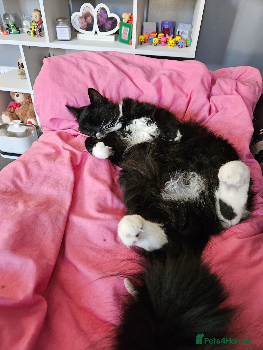 Mixed Breed cats for sale: Young Fluffy Tuxedo Cat - Image 4