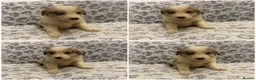 Border Collie dogs for sale: Health Tested parents, KC Reg, BAER tested pups - Advert 11