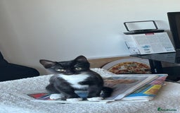 Domestic Shorthair cats for sale: Super affectionate male and female siblings  - Image 3