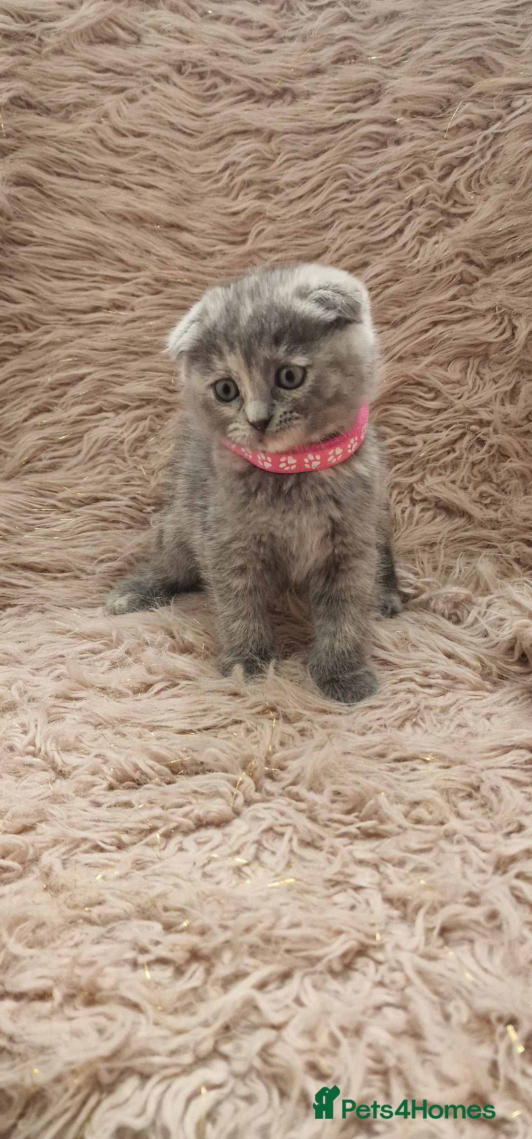 Scottish Fold cats for sale: Scottish fold british shorthair - Image 4