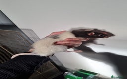 Rat rodents for sale: 4 Male rats for sale  - Image 5